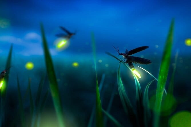 Group Tour: Kuala Selangor Firefly Blinking's including Dinner - Getting from Kuala Lumpur: Pickup, Air-Conditioning, and a Tight Group