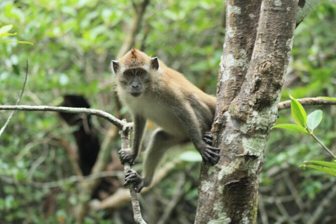Half-Day Geopark Cruise from Langkawi - A half-day Langkawi Geopark cruise that feels easy and worthwhile