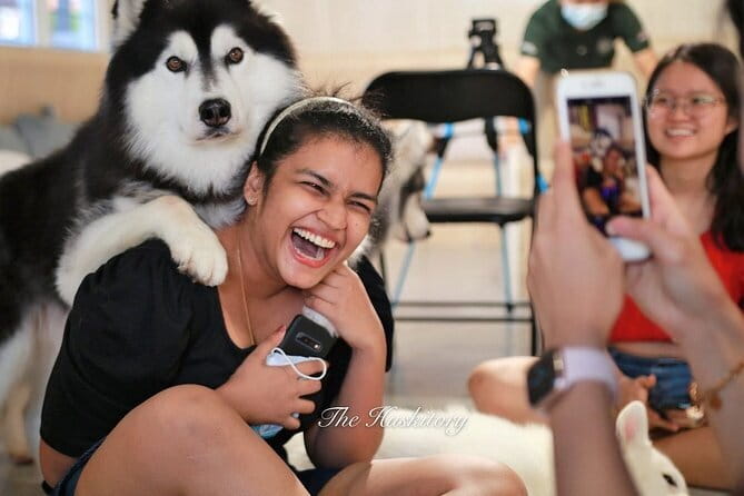 Huskitory Connecting People and Dogs - Huskitory in Melaka, what to expect when you arrive