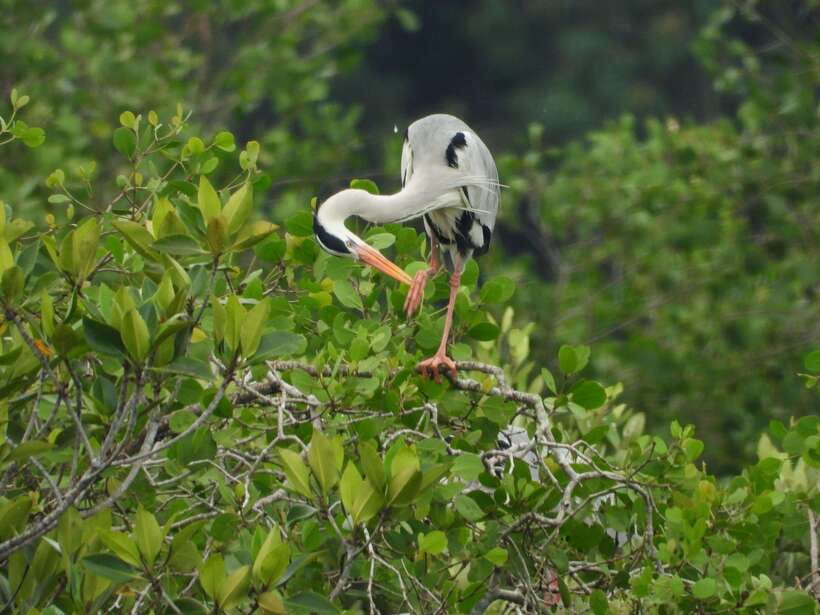 Johor: Sungai Lebam Kayaking with Transfer - Mangrove Kayaking on Lebam River, why it feels different