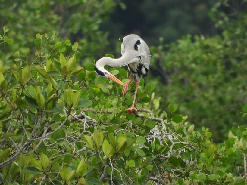 Johor: Sungai Lebam Kayaking with Transfer - Wildlife spotting in mangroves, what to scan for