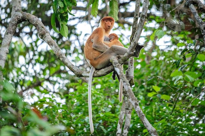 Kinabatangan River Cruise from Sandakan - The Kinabatangan Focus: What This Trip Feels Like