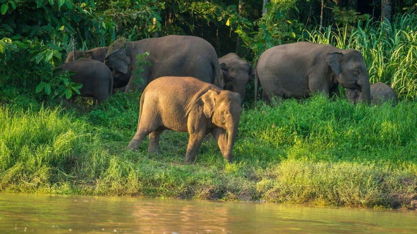 Kinabatangan River Trip from Sandakan with Lunch Included - Key highlights to know before you go