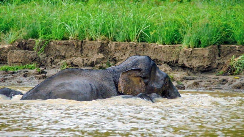 Kinabatangan River Trip from Sandakan with Lunch Included - The ride to Bilit and why this stop is more than a transfer
