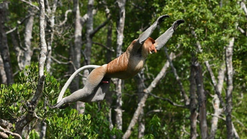 Kinabatangan River Trip from Sandakan with Lunch Included - The Kinabatangan River boat cruise, where sightings happen