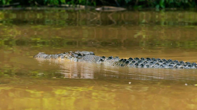 Kinabatangan River Trip from Sandakan with Lunch Included - Sepilok Orang Utan Sanctuary and lunch that actually helps