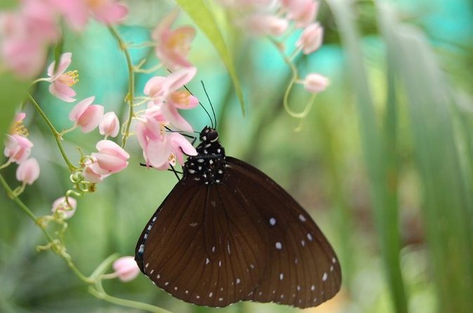 KL Butterfly Park Admission with Kuala Lumpur Famous Landmarks - How this KL Butterfly Park ticket fits a real day in town
