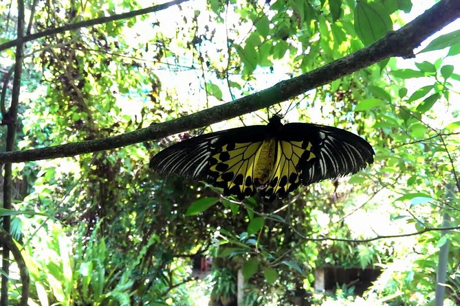 KL Butterfly Park Admission with Kuala Lumpur Famous Landmarks - Price and value: what $53.08 really covers