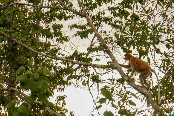 Klias Wildlife Safari River Cruise from Kota Kinabalu - The Kota Kinabalu drive: plan for time and comfort