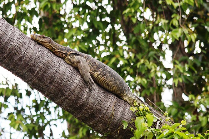 Klias Wildlife Safari River Cruise from Kota Kinabalu - Activities and included items: what you get for your money