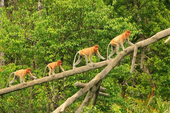 Klias Wildlife Safari River Cruise from Kota Kinabalu - High tea on arrival: kuih-muih first, binoculars later