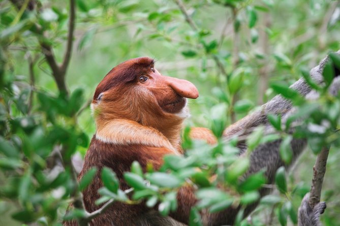 Klias Wildlife Safari River Cruise - Proboscis Monkey & Fireflies - At the river lodge: High tea before the monkey cruise