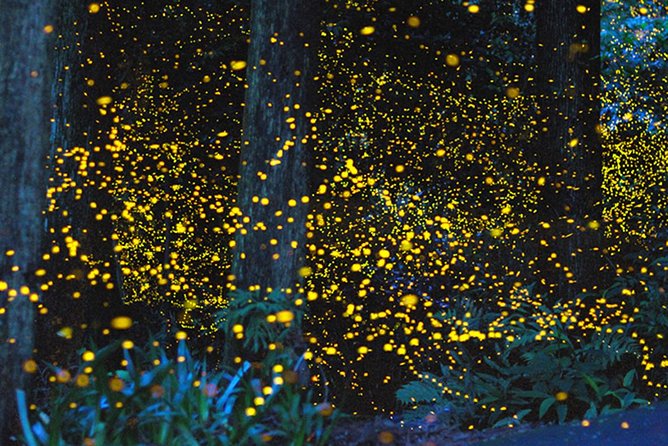 Kota Kinabalu K2 Fireflies Sunset River Cruise Tour with Dinner - Key things to know before you go