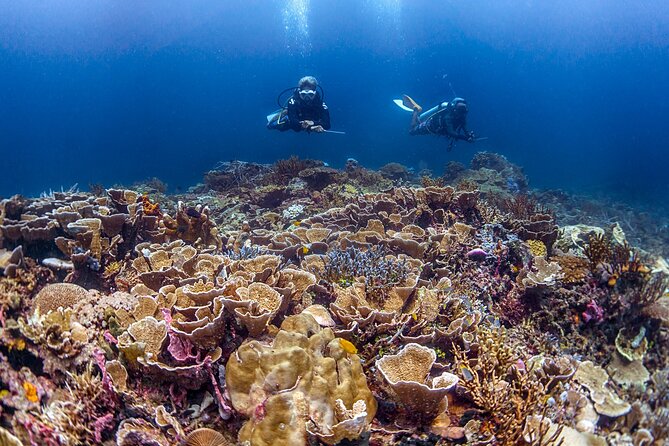 Kota Kinabalu Leisure Scuba Diving Trip (3 Dives) - Your day’s base in Kota Kinabalu: a fast run to the marine park