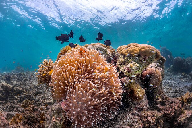 Kota Kinabalu Leisure Scuba Diving Trip (3 Dives) - Three guided underwater sessions at three locations: what that structure means for you