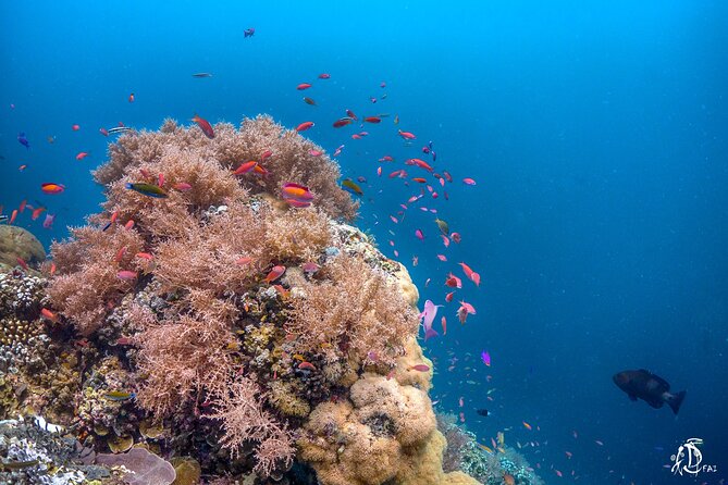 Kota Kinabalu Leisure Scuba Diving Trip (3 Dives) - The lunch break on the island: a real recovery pause, not just a snack