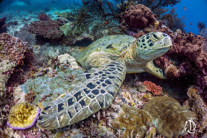 Kota Kinabalu Leisure Scuba Diving Trip (3 Dives) - Who this is best for in Kota Kinabalu