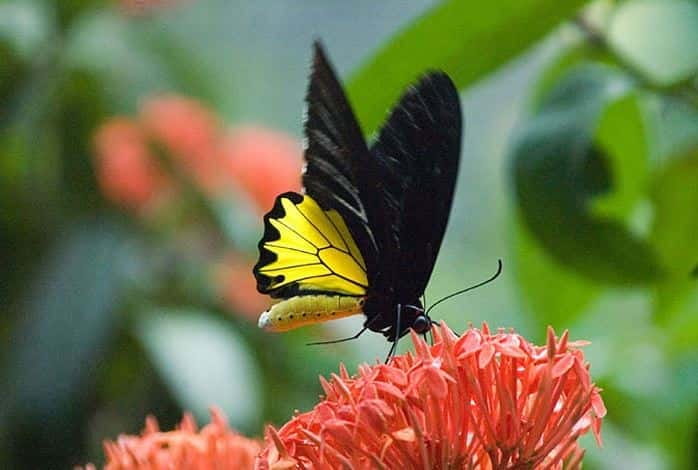 Kuala Lumpur: Bird Park, Butterfly & Garden Private Tour - Key highlights at a glance