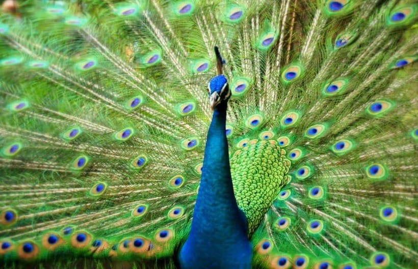Kuala Lumpur: Bird Park, Butterfly & Garden Private Tour - KL Bird Park and Butterfly Park in one half day