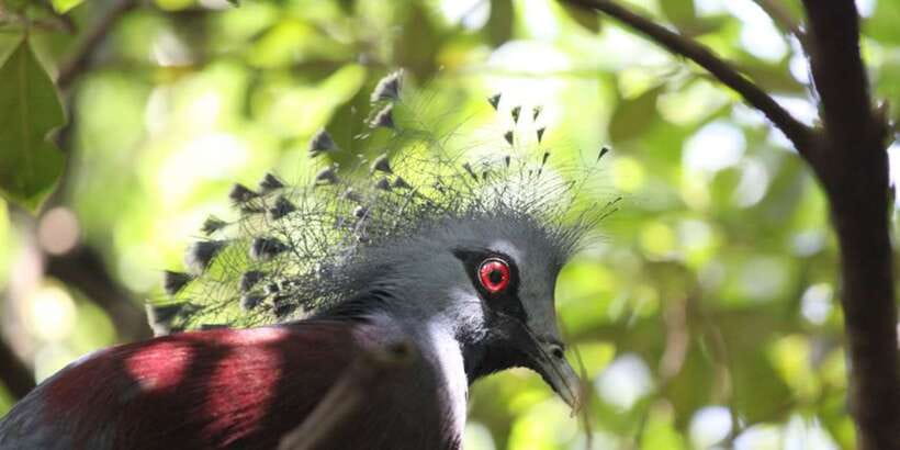 Kuala Lumpur: Bird Park, Butterfly & Garden Private Tour - KL Bird Park: free-flight aviary plus bird shows on a schedule