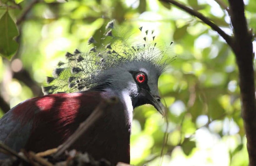 Kuala Lumpur: Bird Park, Butterfly & Garden Private Tour - Price and value: $79 per person for three admissions and private transport