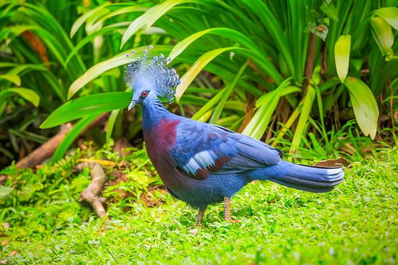Kuala Lumpur: Bird Park Day Ticket & 1-Way Transfer - Key highlights you should care about