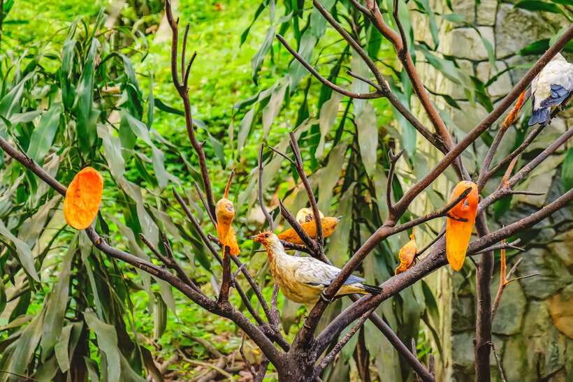 Kuala Lumpur: Bird Park Day Ticket & 1-Way Transfer - Kuala Lumpur Bird Park in Lake Gardens: what you are actually paying for