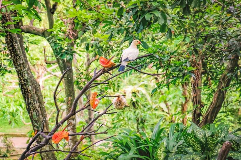 Kuala Lumpur: Bird Park Day Ticket & 1-Way Transfer - Zone 4 cages and mini aviaries: a calmer second act