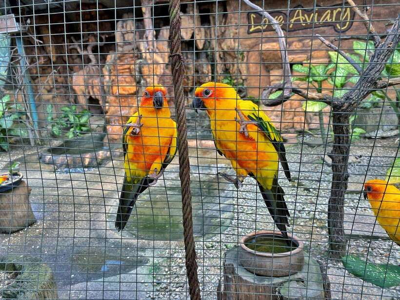 Kuala Lumpur: Bird Park Day Ticket & 1-Way Transfer - Bird feedings and shows: how to time your day so you do not miss the good parts