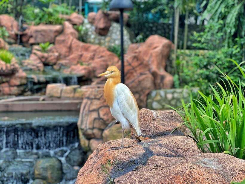 Kuala Lumpur: Bird Park Day Ticket & 1-Way Transfer - Lake Gardens access and the 1-way transfer: pickup details you should know