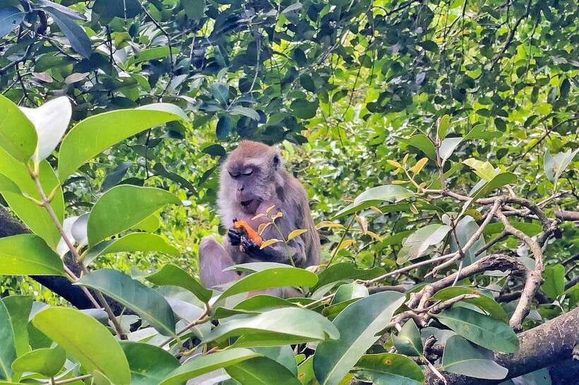Kuala Lumpur: Bird Park Day Ticket & 1-Way Transfer - Practical tips: sunscreen, what not to bring, and how to have an easier visit