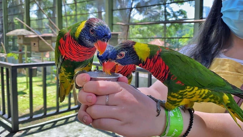 Kuala Lumpur: Bird Park Day Ticket & 1-Way Transfer - Should you book this Kuala Lumpur Bird Park ticket with transfer?
