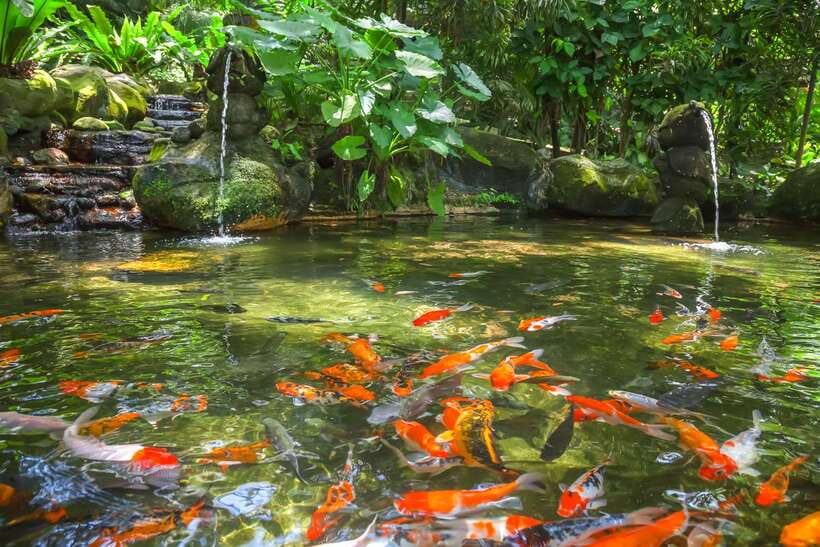 Kuala Lumpur: Bird Park Day Ticket & 1-Way Transfer - Zones 1 to 3 and Hornbill Park: your free-flight walking route