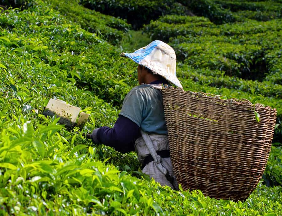 Kuala Lumpur: Cameron Highlands, Batu Caves Private Day Trip - Key takeaways at a glance