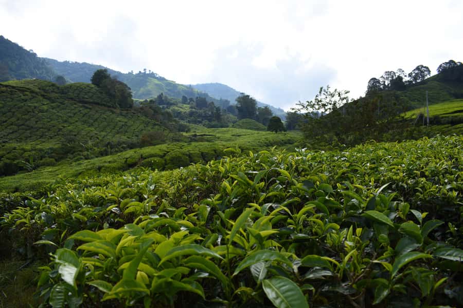 Kuala Lumpur: Cameron Highlands, Batu Caves Private Day Trip - Tea Valley viewpoint stop: photos are great, but take it slow