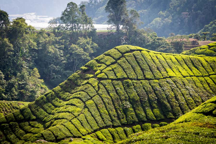 Kuala Lumpur: Cameron Highlands, Batu Caves Private Day Trip - Tanah Rata: colonial charm plus your lunch break