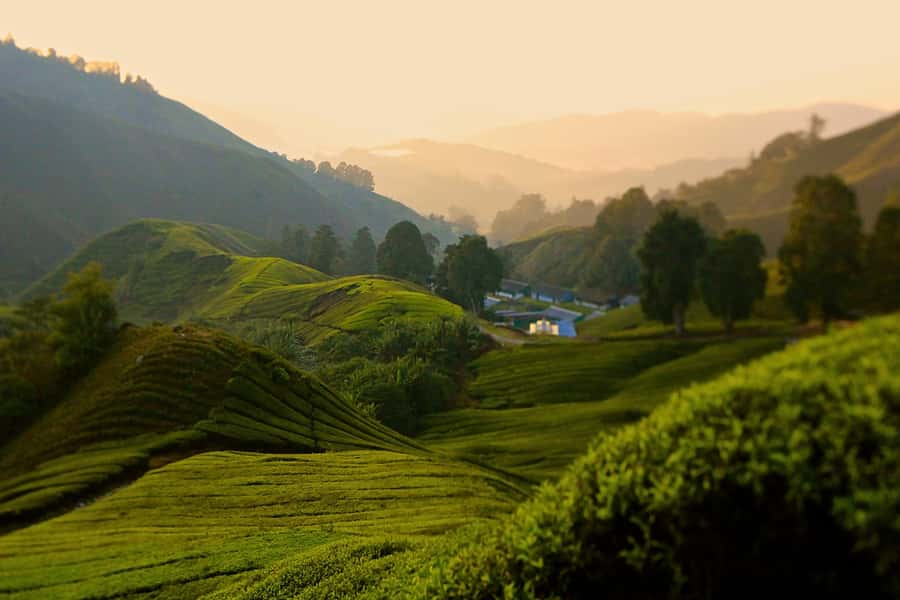 Kuala Lumpur: Cameron Highlands, Batu Caves Private Day Trip - Orang Asli village in Brinchang: a short cultural look with natural context