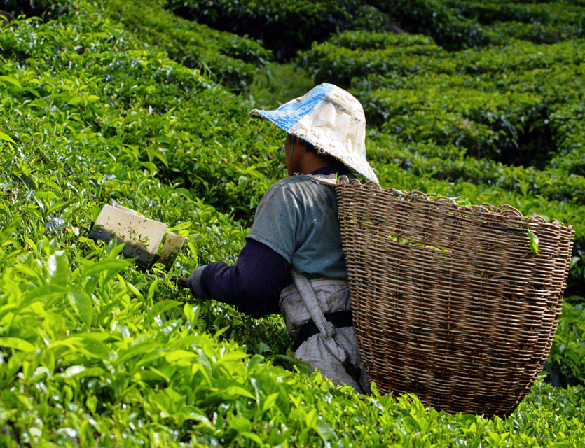 Kuala Lumpur: Cameron Highlands, Batu Caves Private Day Trip - Kea Farm Market: highest-elevation browsing for fruit, flowers, and snacks