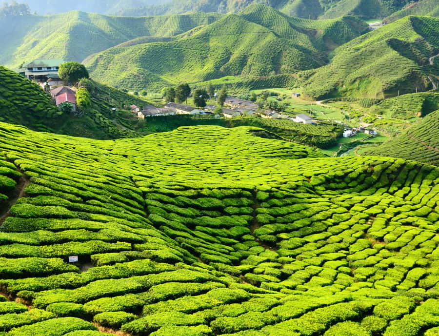 Kuala Lumpur: Customize Your Cameron Highlands Itinerary - BOH Habu Tea Centre: factory tour, tasting, and an easy viewpoint walk