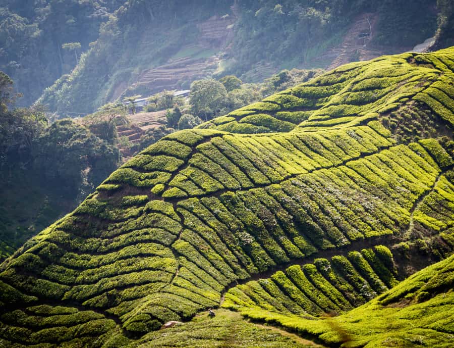 Kuala Lumpur: Customize Your Cameron Highlands Itinerary - Lunch in Tanah Rata, then Orang Asli village guidance