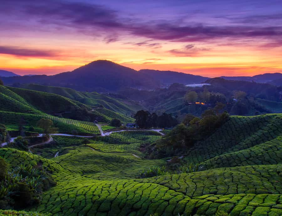 Kuala Lumpur: Customize Your Cameron Highlands Itinerary - Morning pickup from Kuala Lumpur, then Lata Iskandar waterfall
