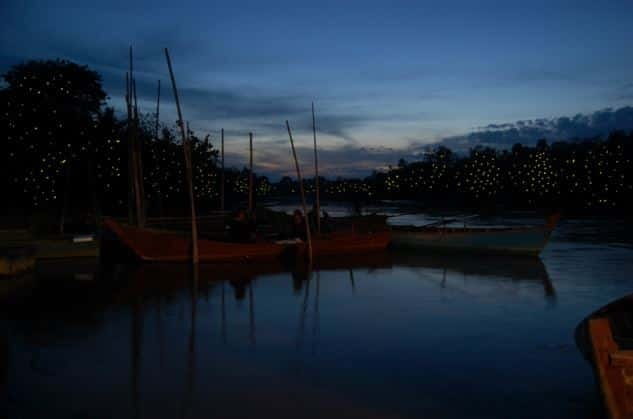 Kuala Lumpur: Fireflies & Blue Tears Tour with Seafood Meal - Key highlights worth your time