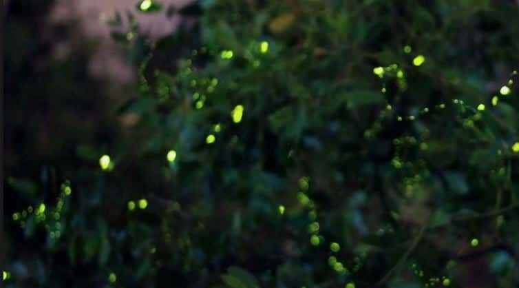 Kuala Lumpur: Fireflies & Blue Tears Tour with Seafood Meal - Why Kuala Selangor is the best night break from Kuala Lumpur