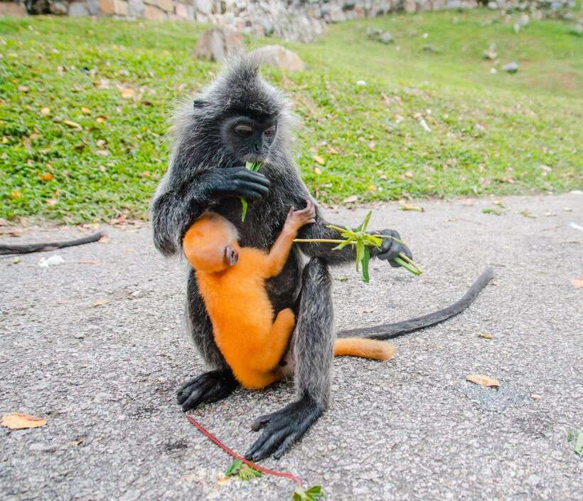 Kuala Lumpur: Fireflies & Blue Tears Tour with Seafood Meal - Melawati Hill and the silver leaf monkeys: wildlife time with real etiquette