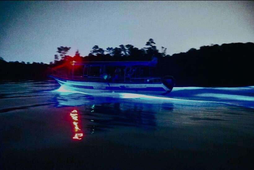 Kuala Lumpur: Fireflies & Blue Tears Tour with Seafood Meal - Who should book this Kuala Selangor fireflies and Blue Tears tour