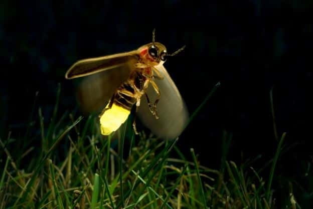 Kuala Lumpur: Fireflies & Blue Tears Tour with Seafood Meal - Getting there: 75-minute van rides and a meet point you can actually find