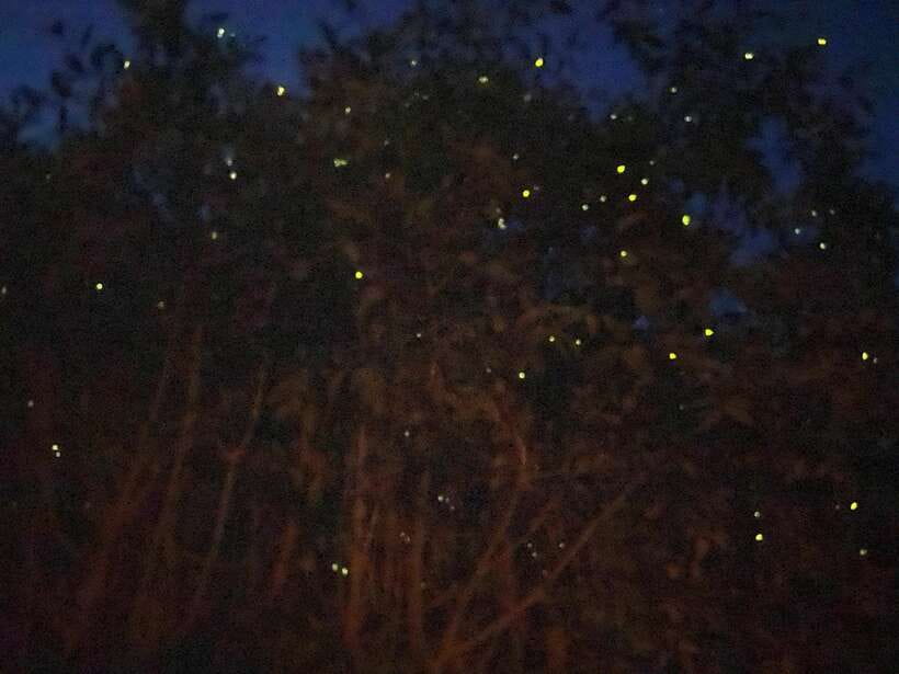 Kuala Lumpur: Kuala Selangor Fireflies and Blue Tears Tour - Key Highlights You Should Know Before You Go