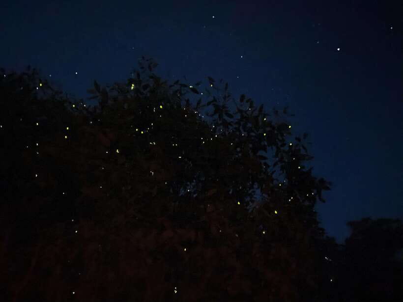Kuala Lumpur: Kuala Selangor Fireflies and Blue Tears Tour - Leaving Kuala Lumpur for a Mangrove Night Show