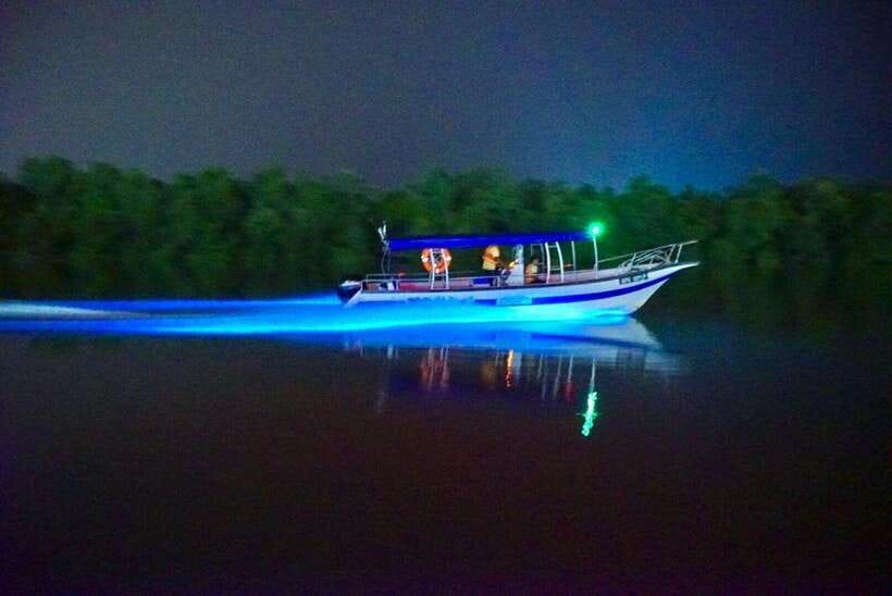 Kuala Lumpur: Kuala Selangor Fireflies and Blue Tears Tour - Monkey Time at the Lighthouse Area: Fun, But Hold Your Expectations