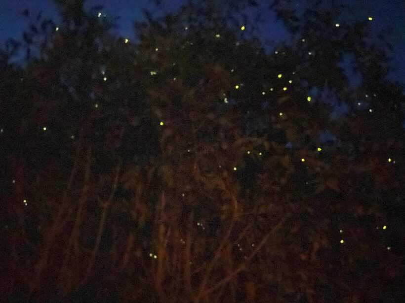 Kuala Lumpur: Kuala Selangor Fireflies and Blue Tears Tour - How Long It Really Takes: The 8-Hour Promise vs Real Night Timing